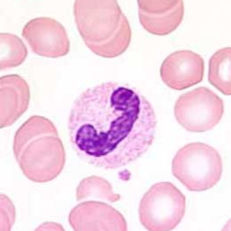 leukocyte